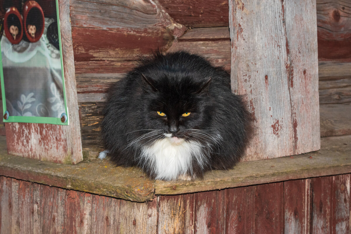 Суровый мышкинский кот - Дарья Меркулова Суровый мышкинский кот - Дарья Меркулова