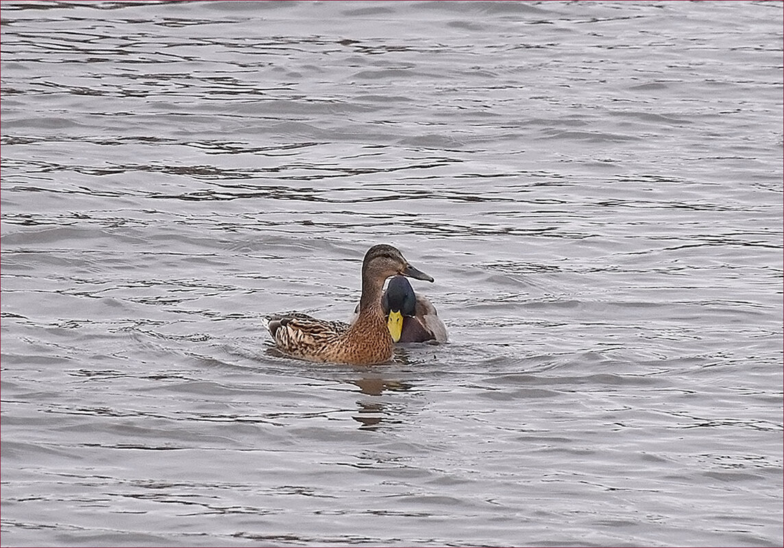Весна... - Валентина  Нефёдова 
