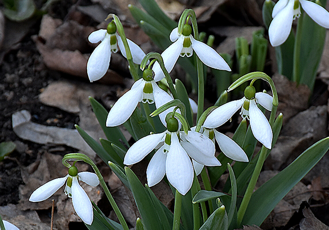 Цветы у дома! - Валентина Нефёдова Цветы у дома! - Валентина Нефёдова