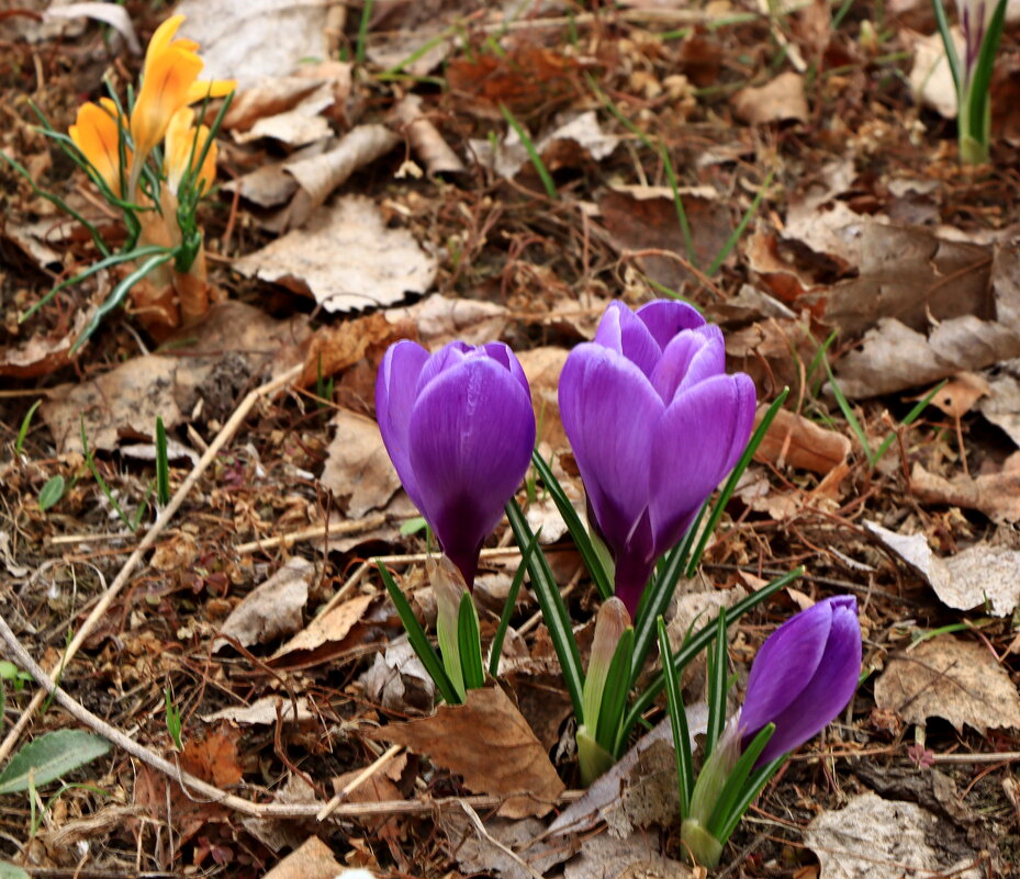 крокусы - Игорь Kуленко