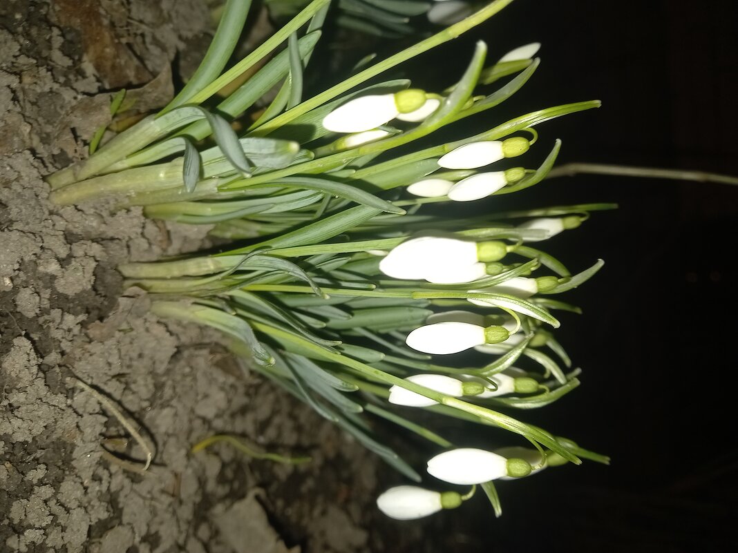 Подснежник - Сапсан 