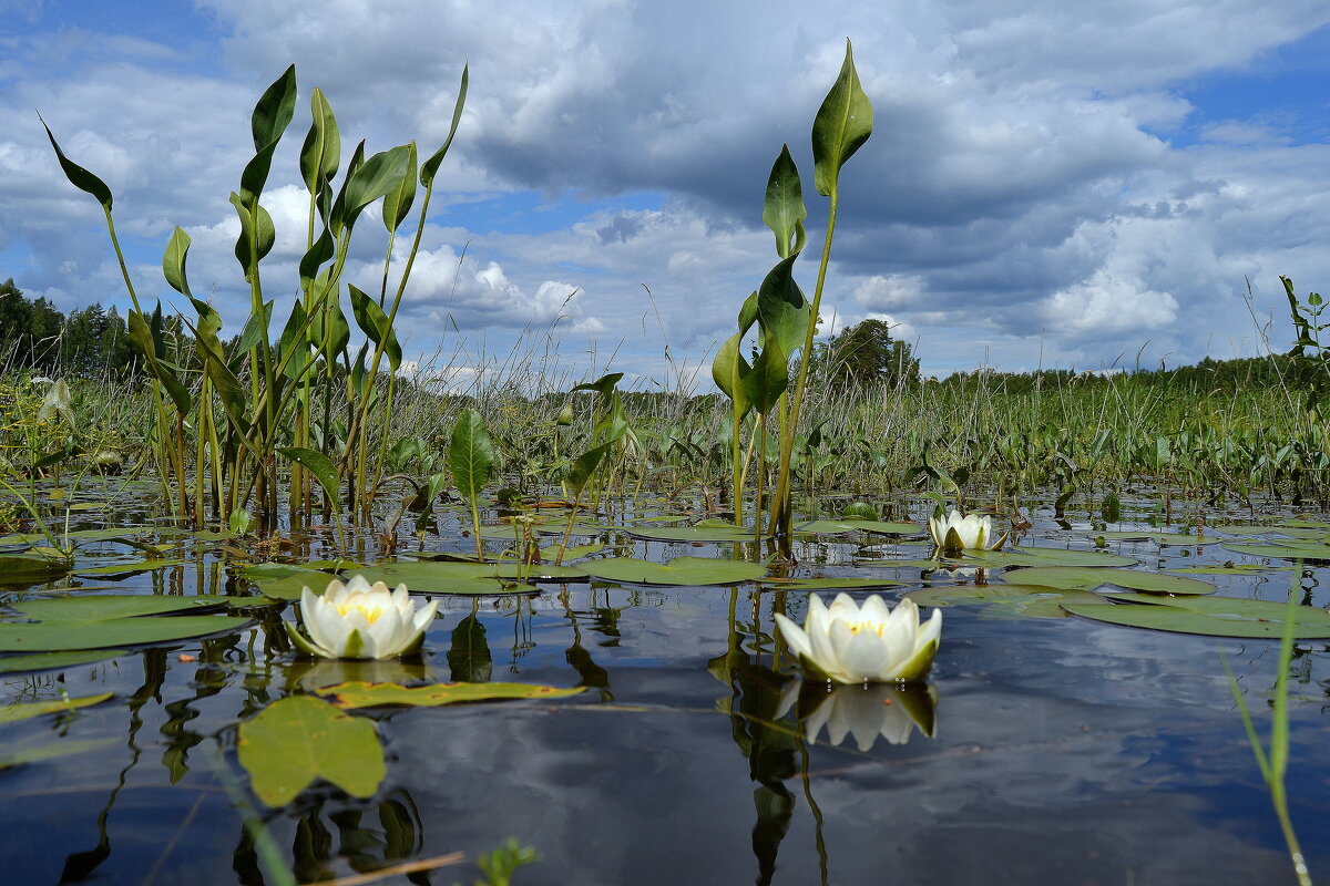 ЛИЛИИ - Татьяна Касьяненко