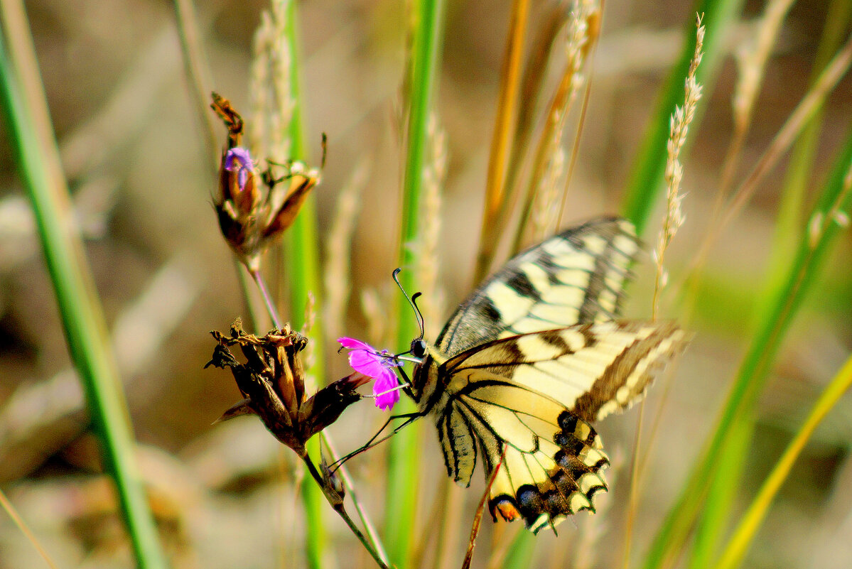 опять про бабочек 452 - Александр Прокудин опять про бабочек 452 - Александр Прокудин