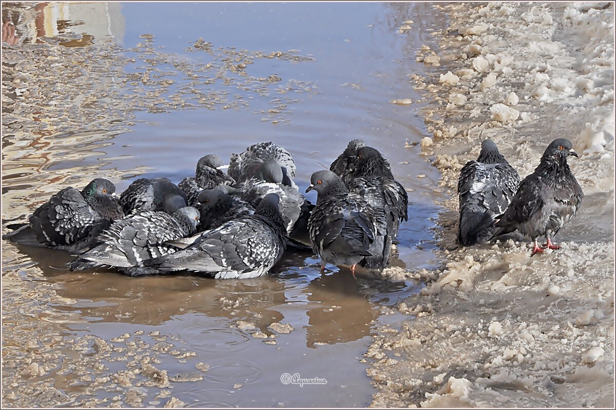 Купание голубей... - Aquarius - Сергей Купание голубей... - Aquarius - Сергей