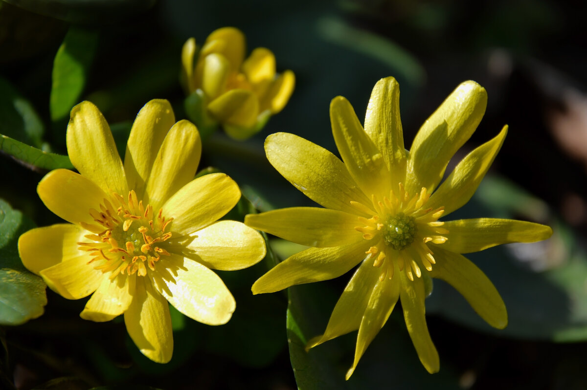 Чистяк весенний...весенние солнышки... - Надежда Куркина Чистяк весенний...весенние солнышки... - Надежда Куркина