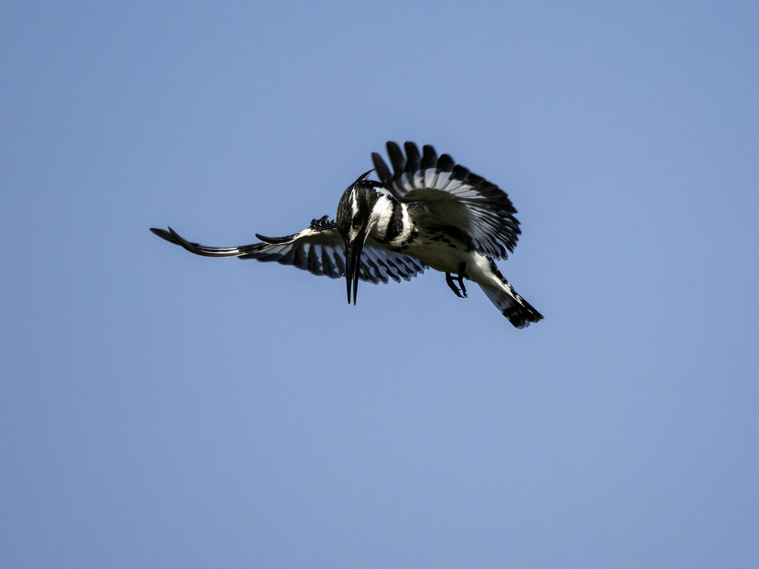 Малый пегий зимородок. - Alexander Amromin