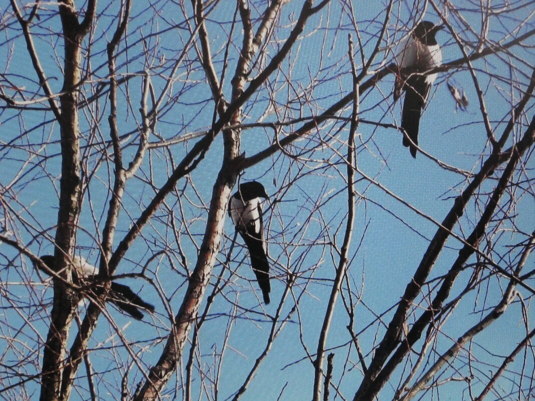 Сплетницы прилетели - Людмила Смородинская