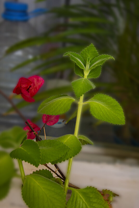 На подоконнике - Анатолий Чикчирный