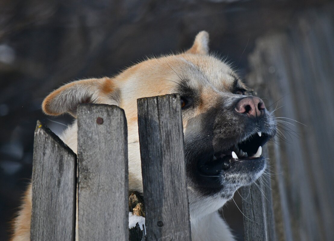 Клыкастый забор - Сергей Шаврин Клыкастый забор - Сергей Шаврин