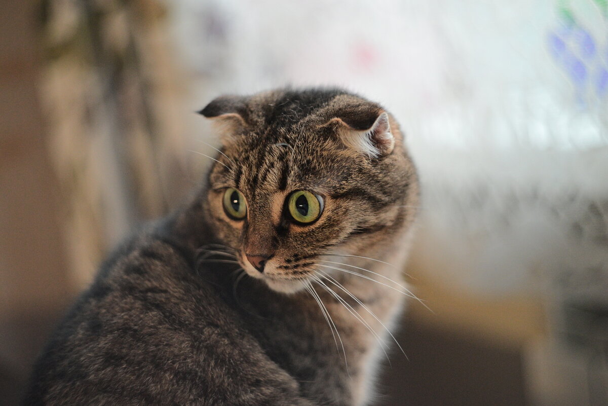 *** - Владислав Левашов