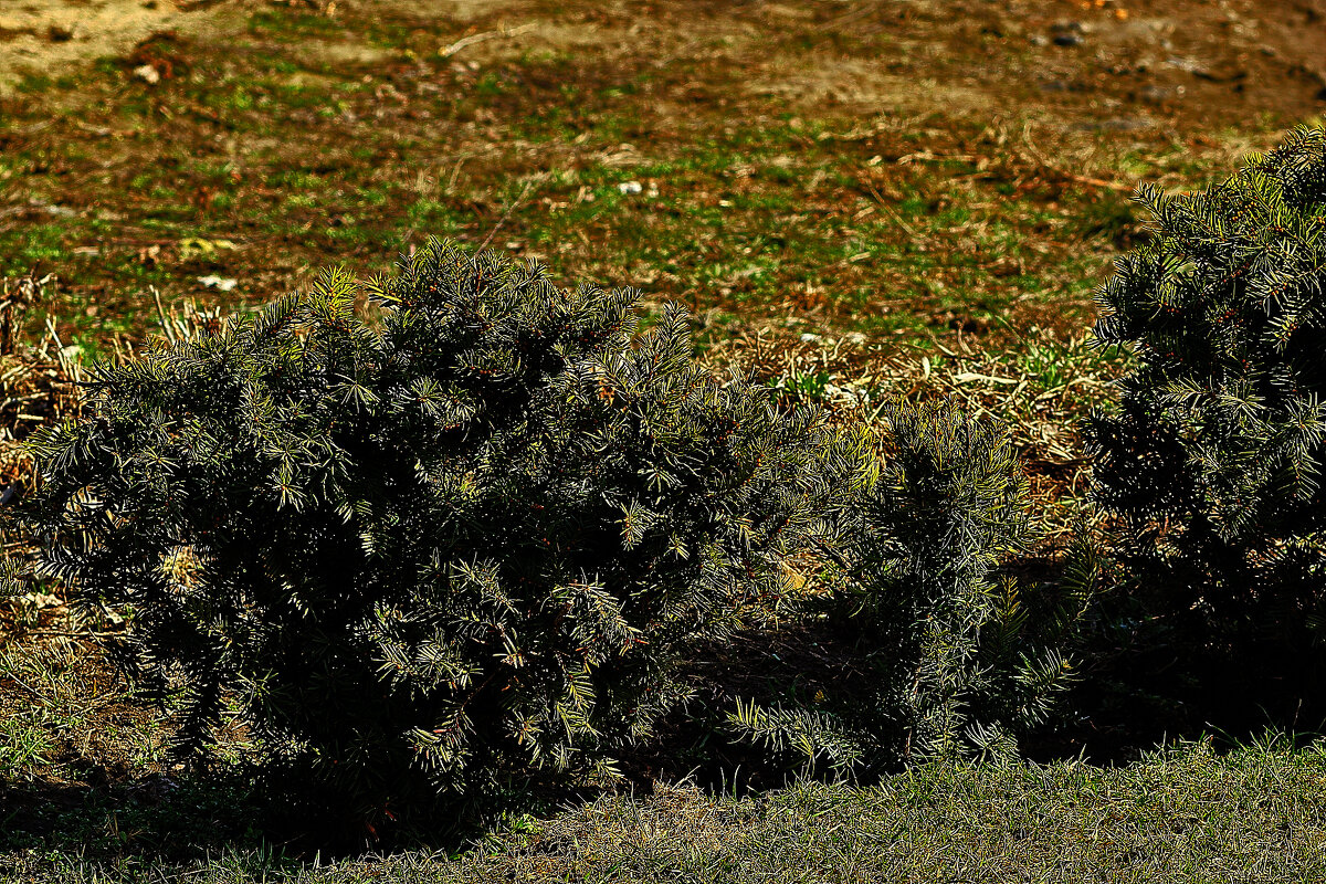 Зимой и летом - Юрий Гайворонскiий Зимой и летом - Юрий Гайворонскiий