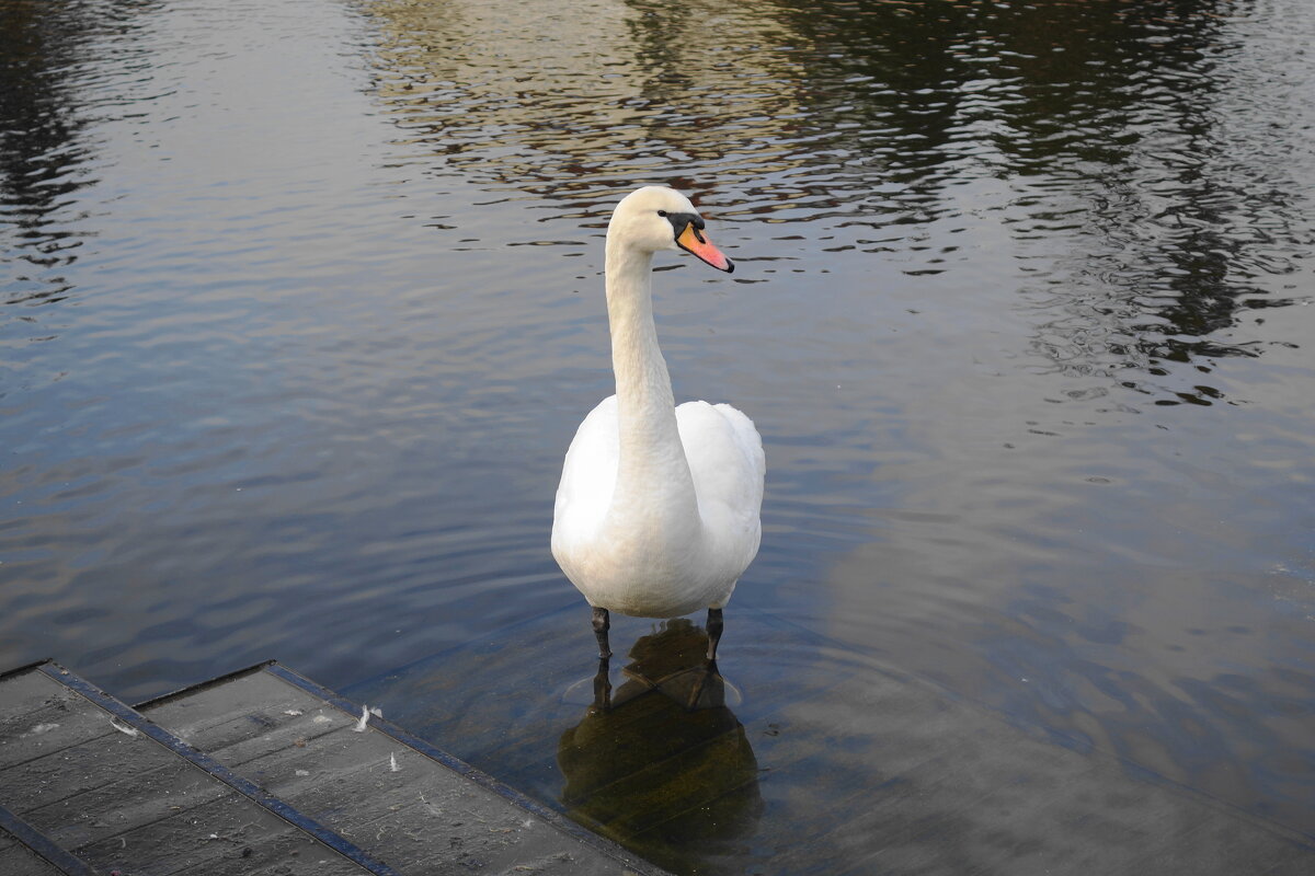 Лебедь - Рита Симонова