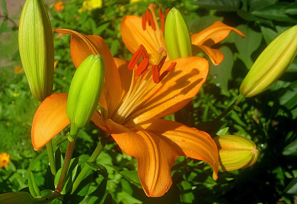 Ли.. - Елена Семигина Ли.. - Елена Семигина