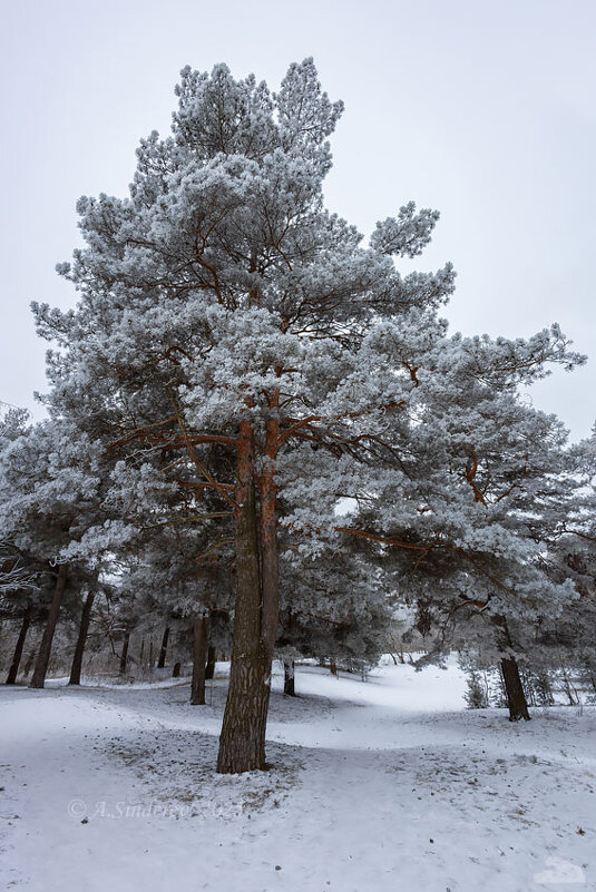 Зимняя сосна - Александр Синдерёв