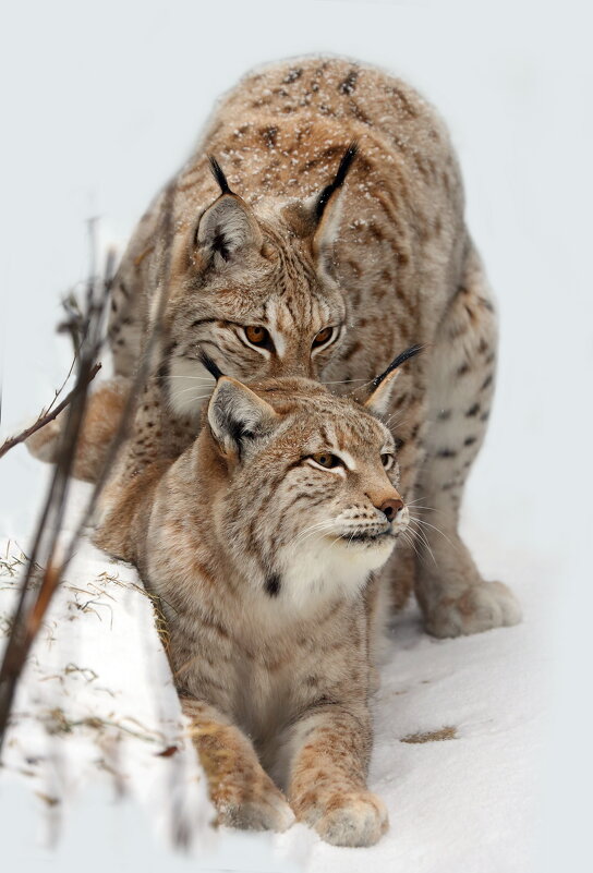 рыси - Михаил Бибичков