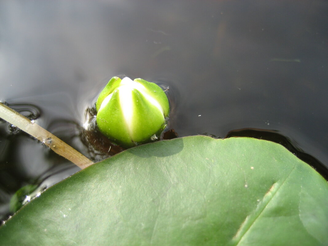 Кувшинка четырёхгранная - Anna Ivanova