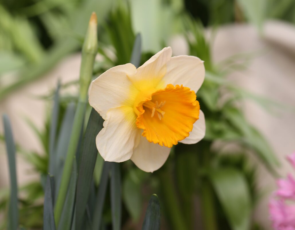 Нарцисс - ZNatasha -