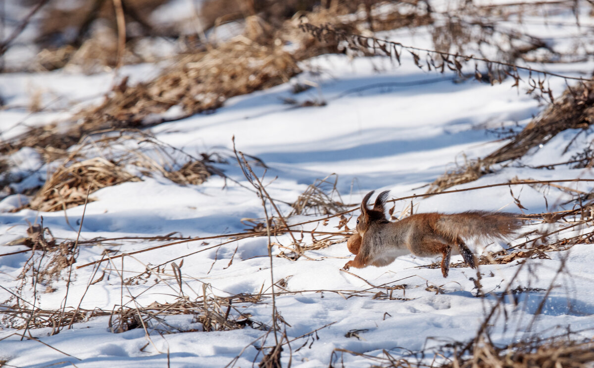 *** - Владимир Безбородов *** - Владимир Безбородов