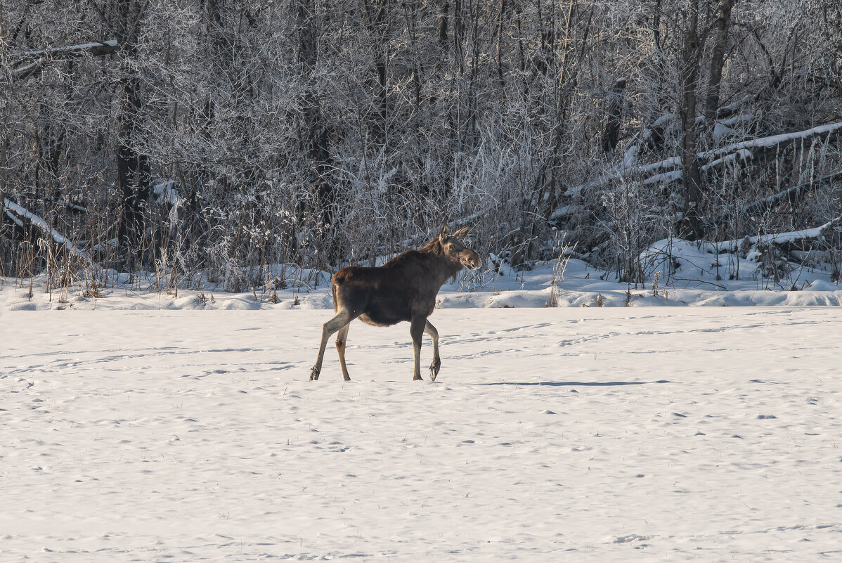 Лосиха гарцует - Дарья Меркулова