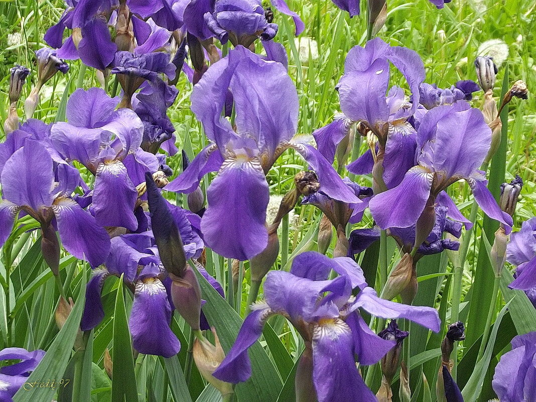 Ирисы - Freddy 97