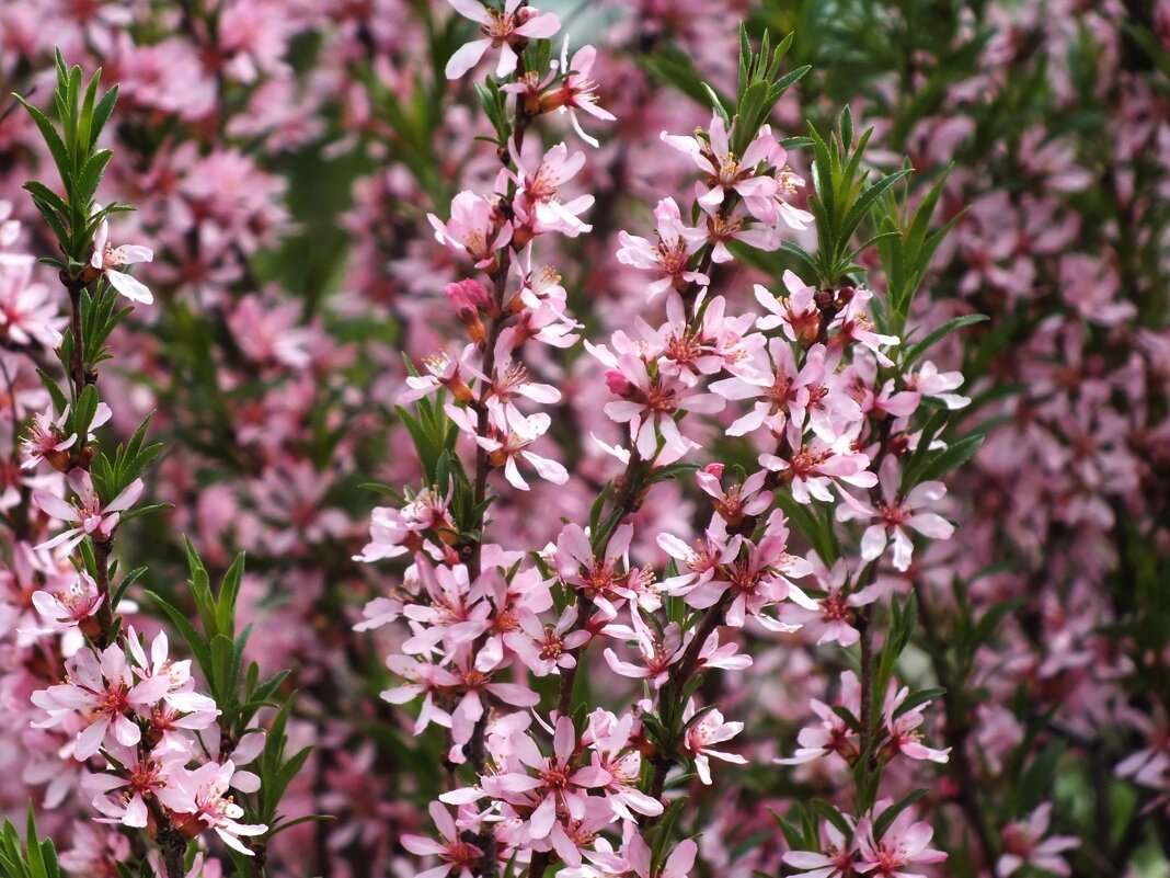 ** - Зоя Мишина ** - Зоя Мишина