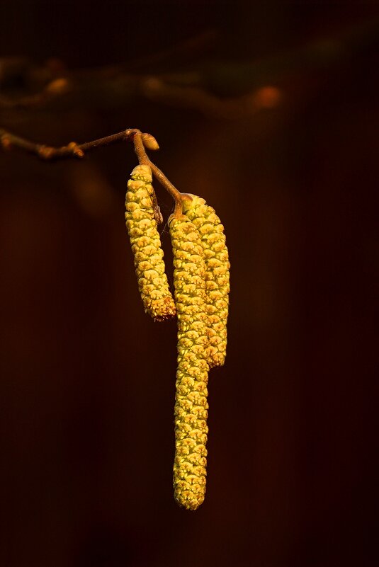 *** - Леонид leo