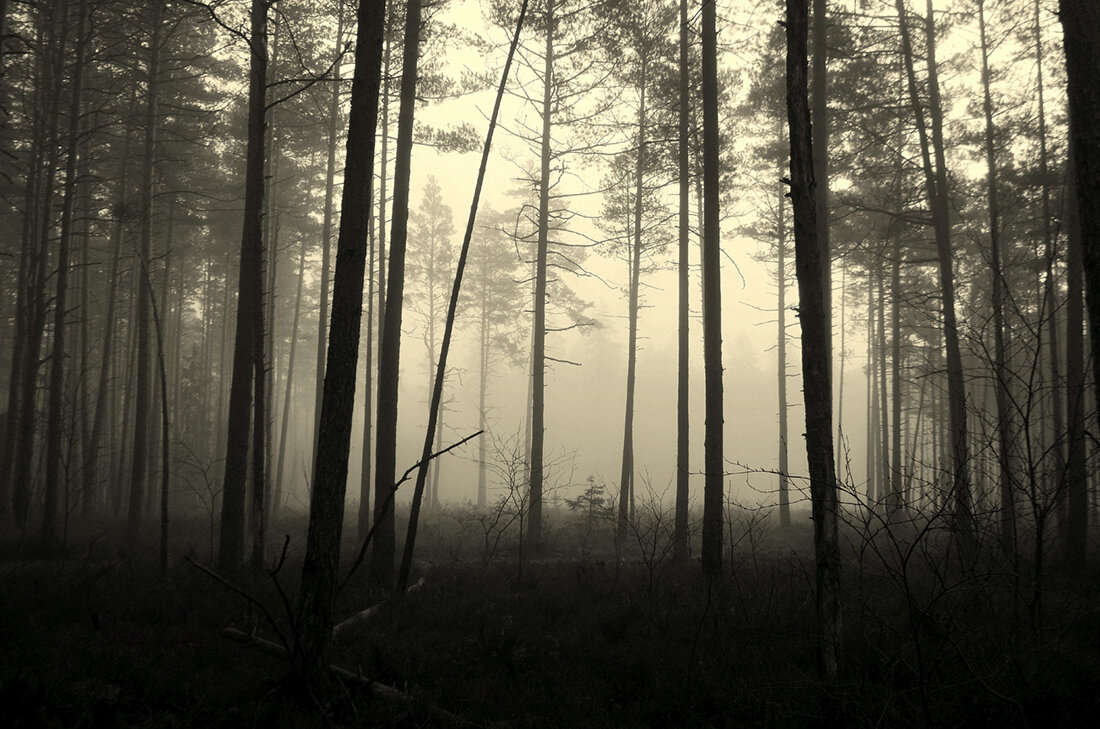 Лесной туман - Aleksandr Gal