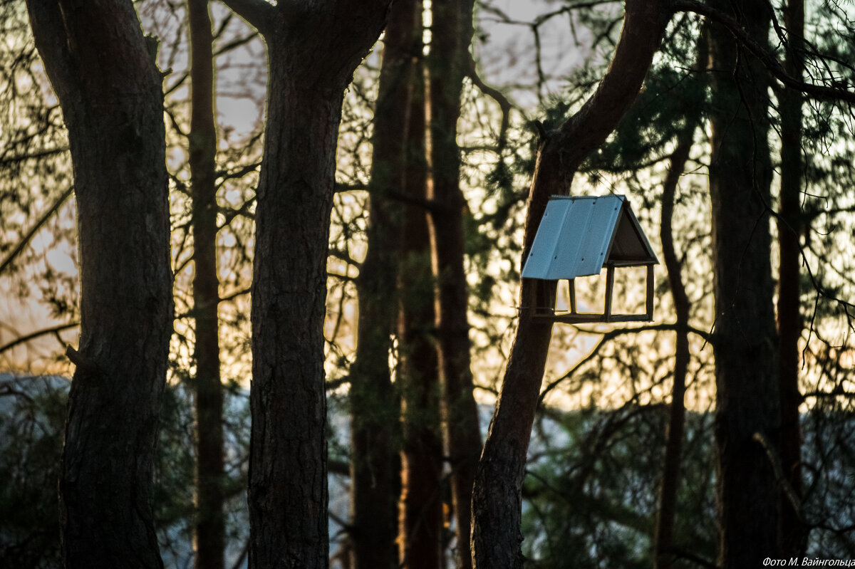 Птичья столовая - Михаил Птичья столовая - Михаил