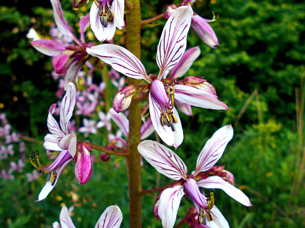 Ясенец кавказский - Константин Штарк Ясенец кавказский - Константин Штарк