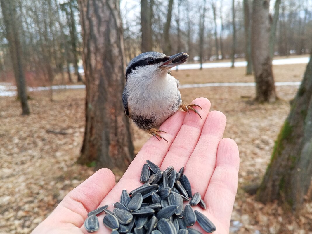 Поползень - Сапсан 