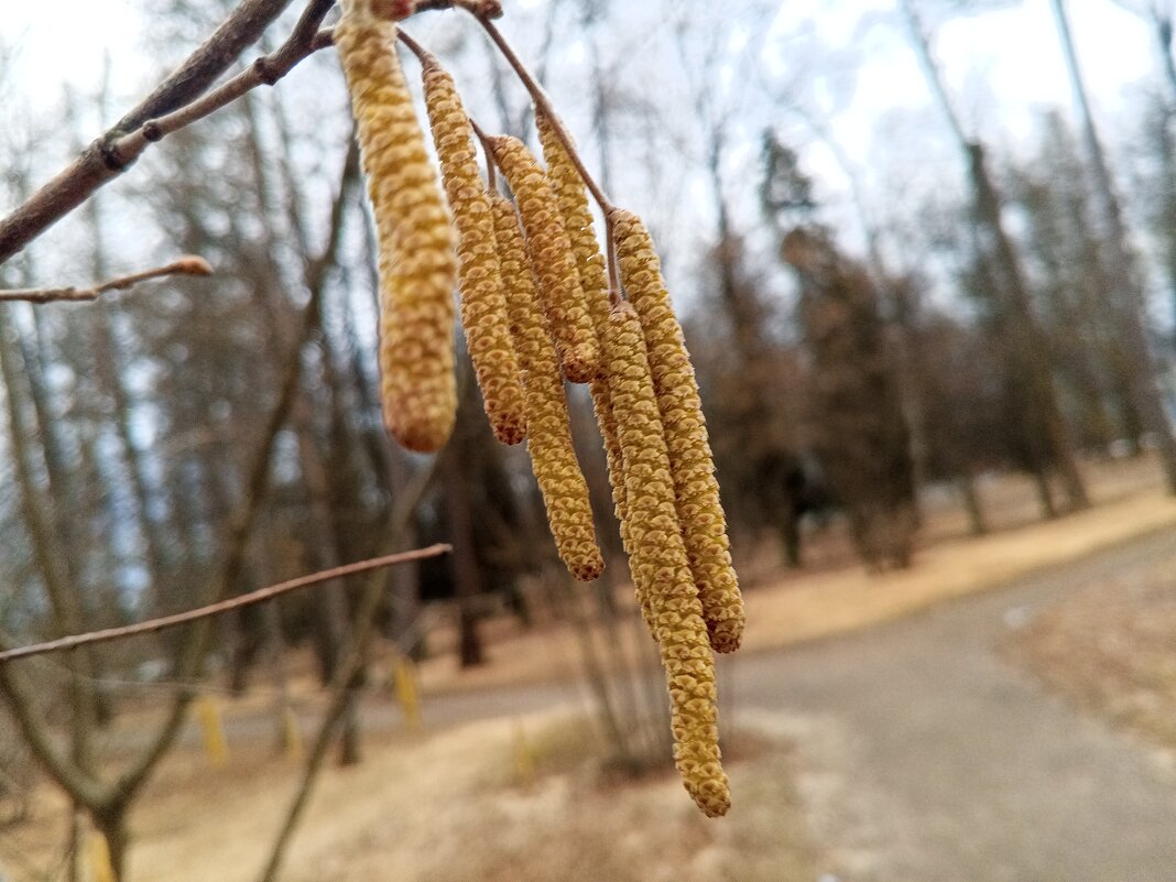 Орешник - Сапсан 