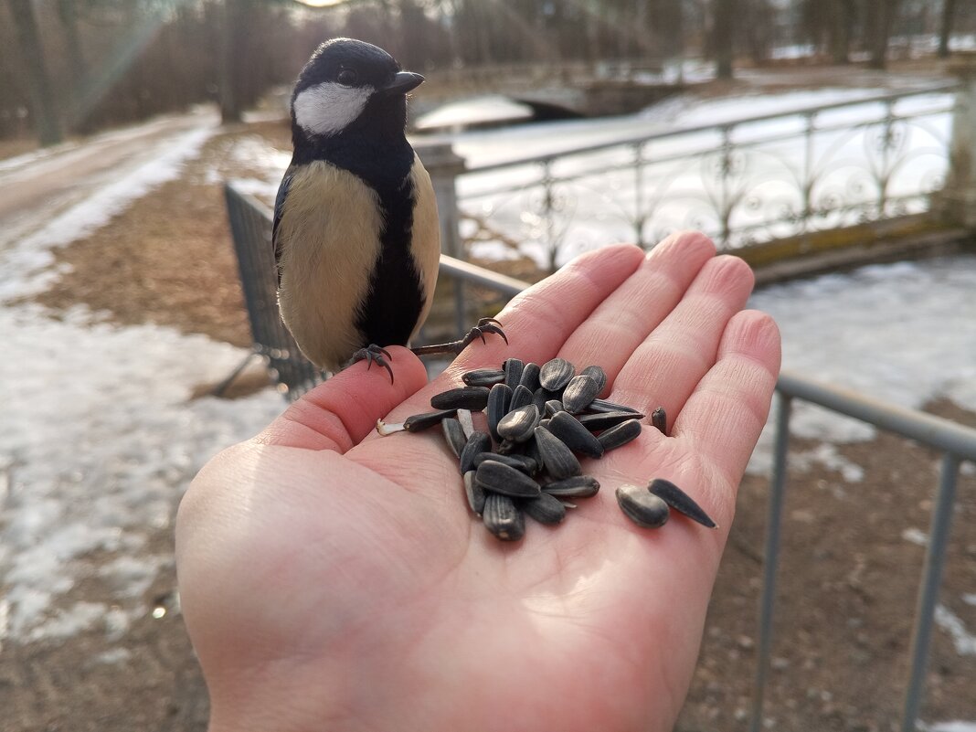 Синица - Сапсан 