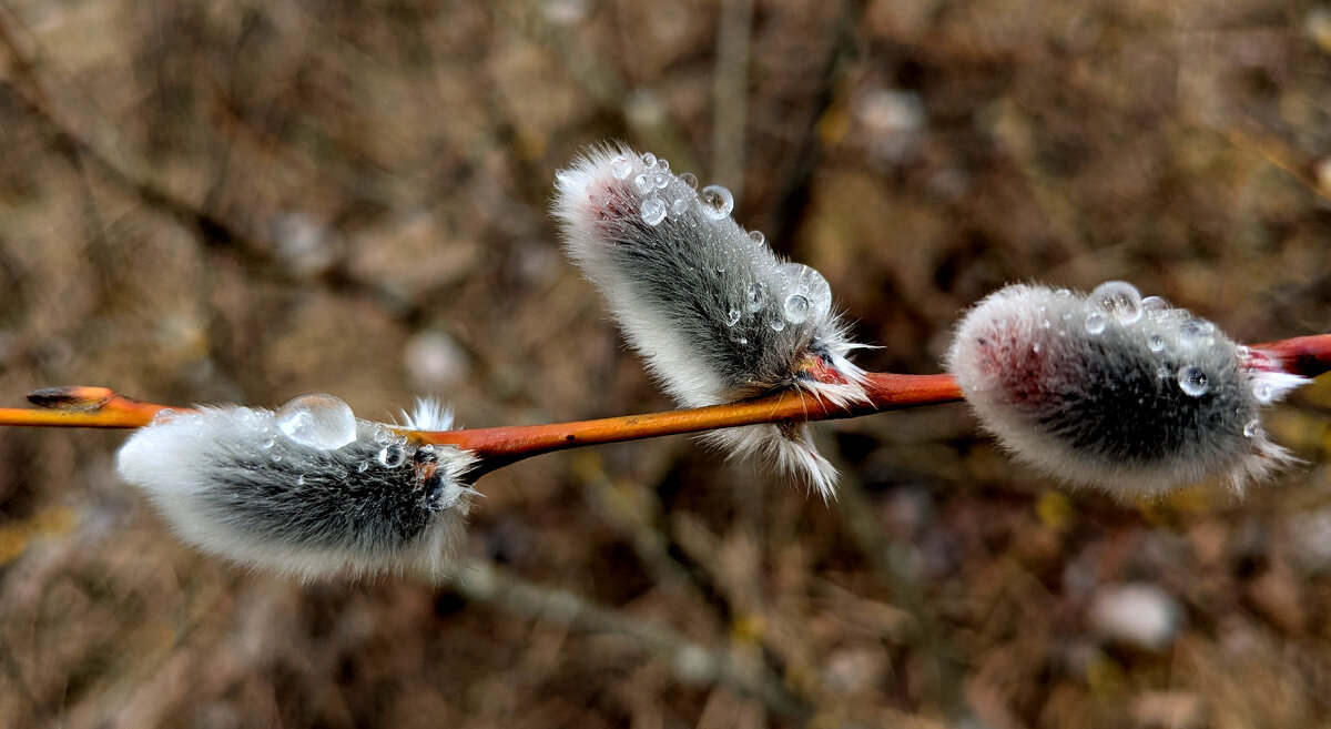 весенние пушистики 3 - Александр Прокудин весенние пушистики 3 - Александр Прокудин
