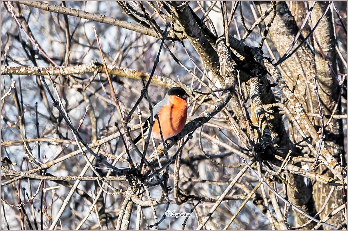 23 февраля - Aquarius - Сергей