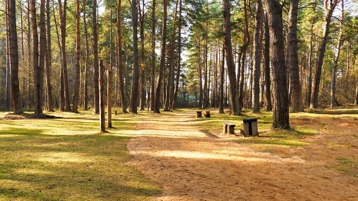 Сосновый бор в пригороде Смоленска. - Милешкин Владимир Алексеевич Сосновый бор в пригороде Смоленска. - Милешкин Владимир Алексеевич