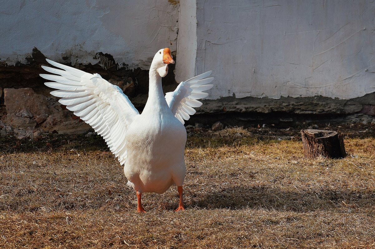 Встречает с распростёртыми объятиями. - Татьяна Помогалова Встречает с распростёртыми объятиями. - Татьяна Помогалова