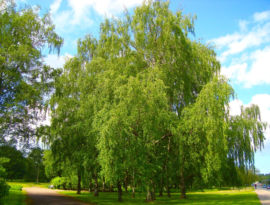 дерево - марта Камушкина