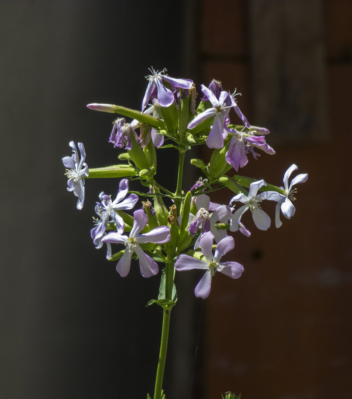 Мыльнянка лекарственная - Валентин Семчишин