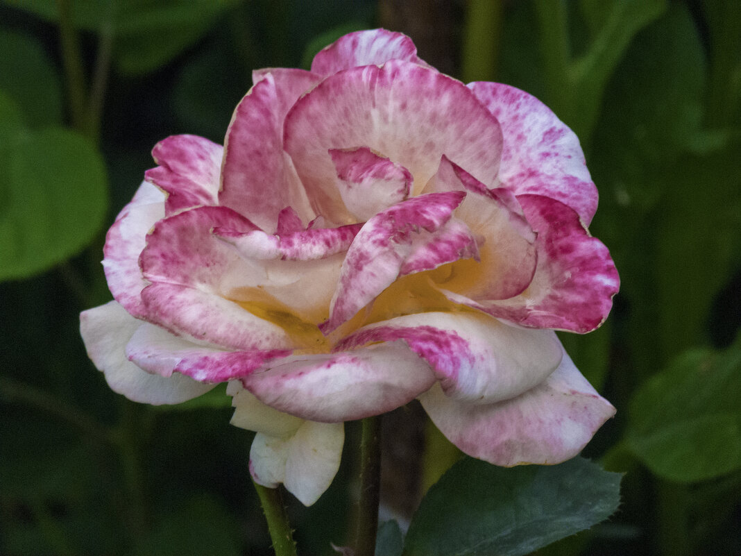 Роза Флорибунда - Валентин Семчишин Роза Флорибунда - Валентин Семчишин