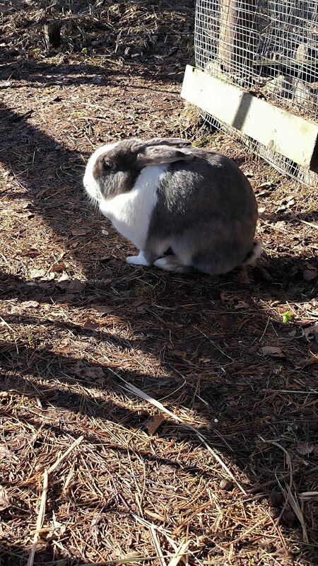 Варежка. - Ольга 