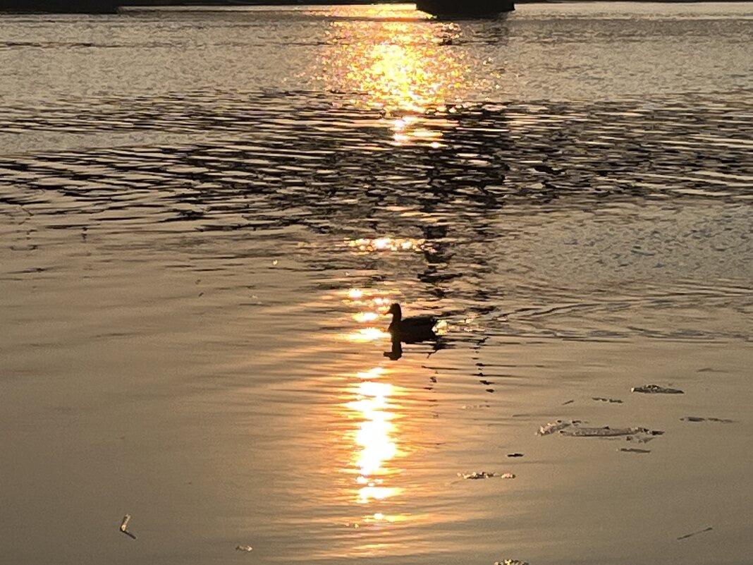 ***уточка в бликах заката...*** - Olga Oskolkova ***уточка в бликах заката...*** - Olga Oskolkova