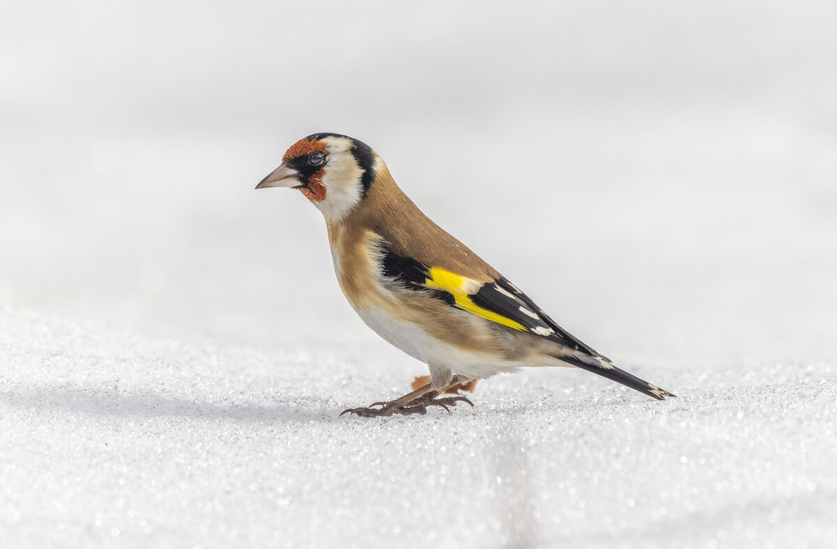 цегол. - юрий макаров цегол. - юрий макаров