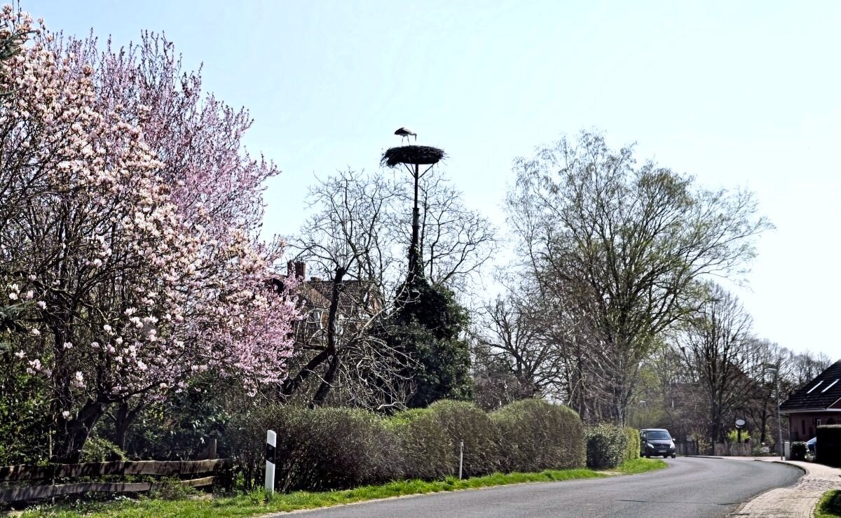 Весенний мотив - Галина Шеина-Мюльдорфер