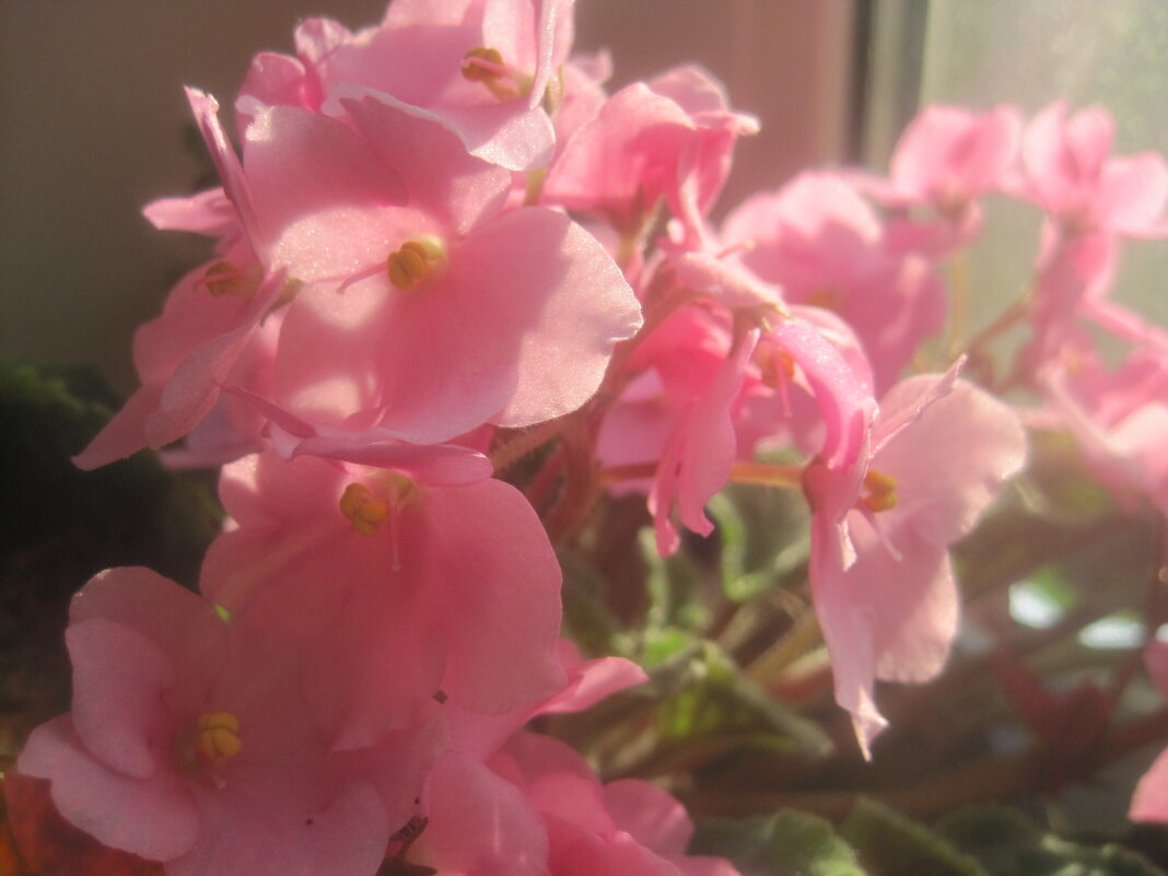 Фиалка - Елена Семигина