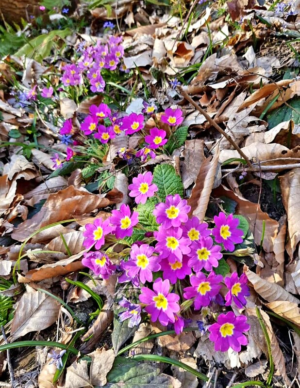 ВЕСНА - Tata Wolf