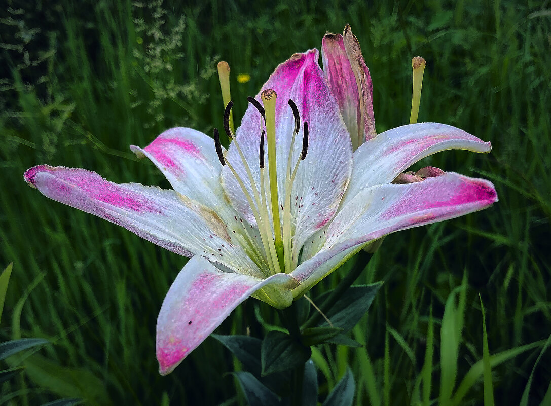 Цветы - Владимир Башко Цветы - Владимир Башко