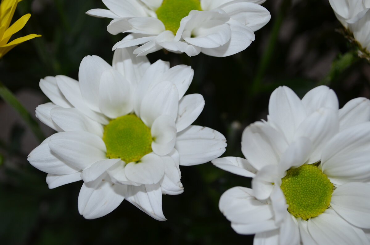 ,,, - Сергей Тимоновский