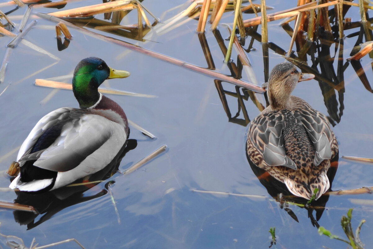 Синхронисты - Рита Симонова