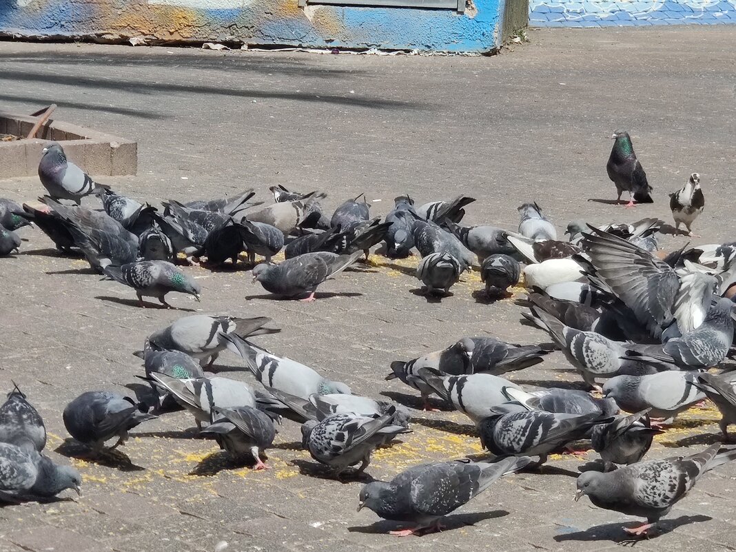 " - Светлана Хращевская