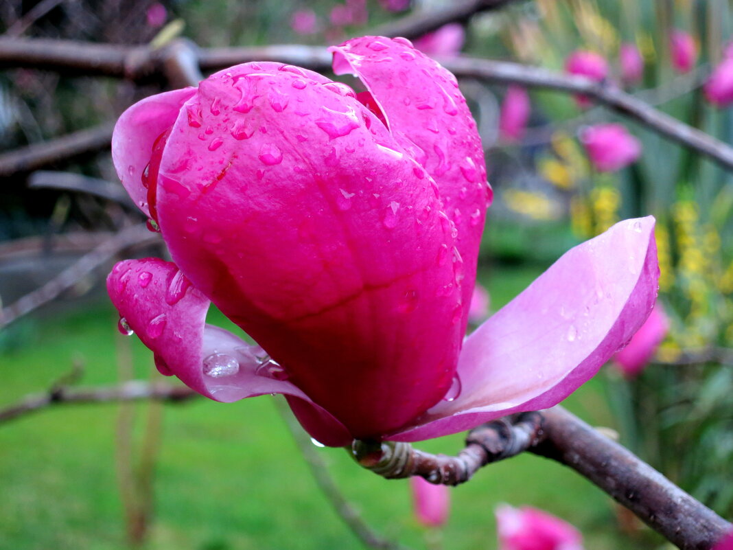 Магнолия Суланжа - Валерий 